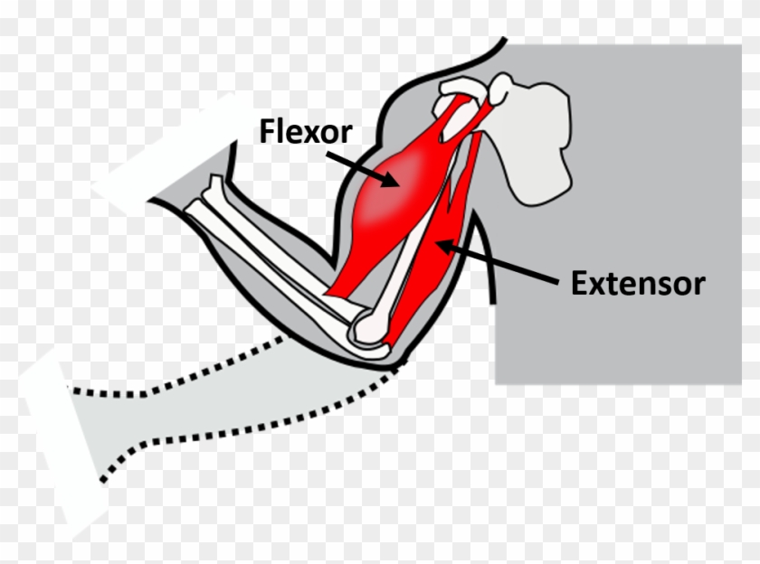 All Skeletal Systems Rely On Pairs Of Muscles To Move - Extensor And Flexor Muscle Clipart #5447560