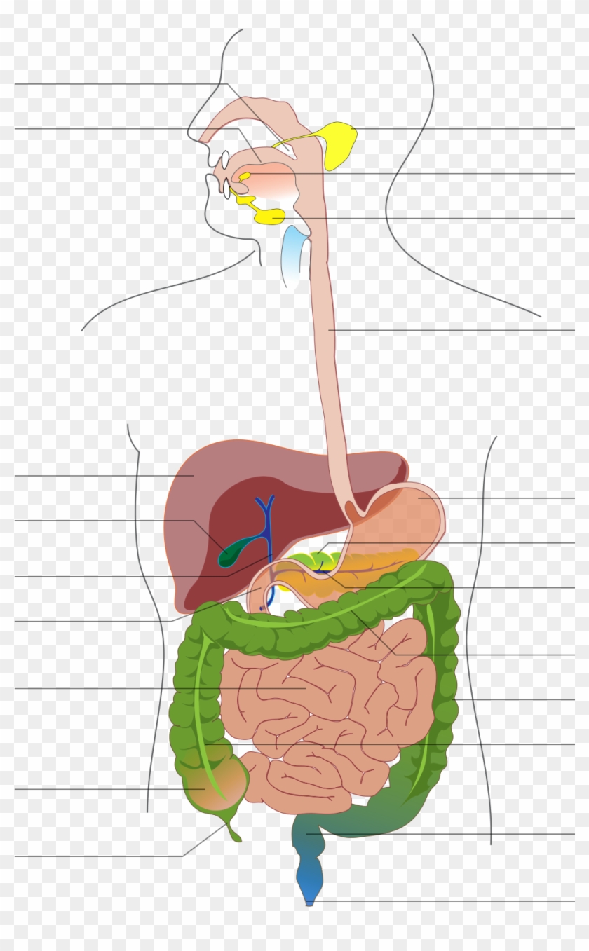 Diagram Of The Skeletal System Without Labels Lovely - Digest System In Hindi Clipart