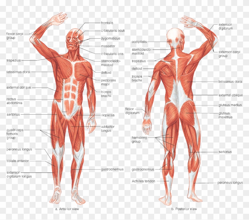 Responsible For The Movement Of The Human Body As It - Labeled Front Muscular System Clipart