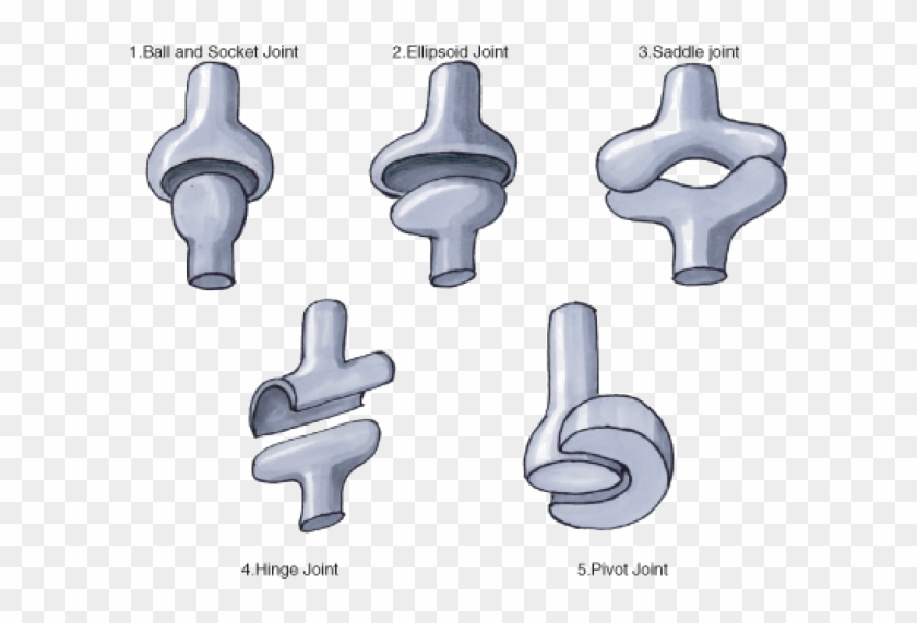 These Fully-movable Joints Between Bones Allow A Wide - Pivot Meaning In Urdu Clipart #5447814