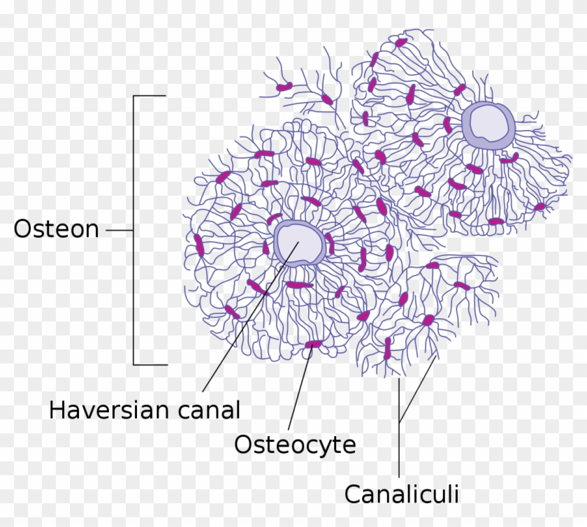 Haversian Canal Clipart
