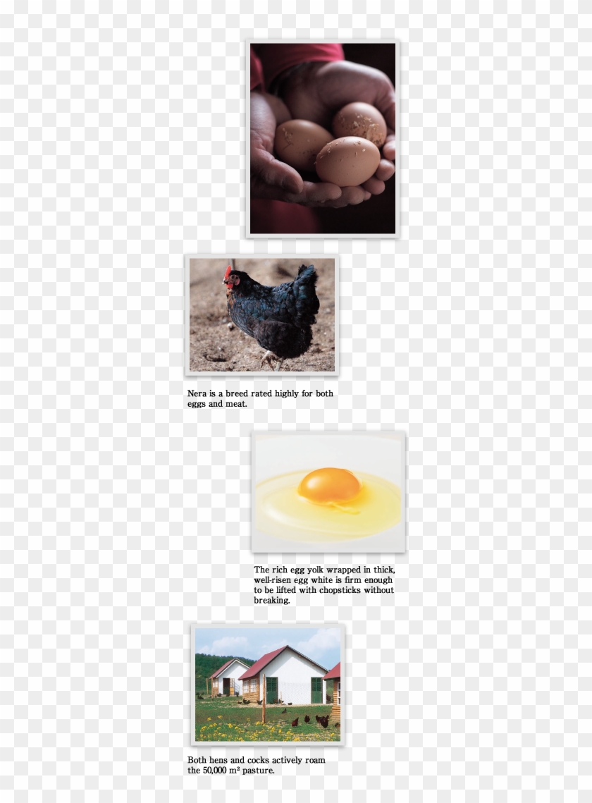 Nera Is A Breed Rated Highly For Both Eggs And Meat - Egg Clipart #5448086