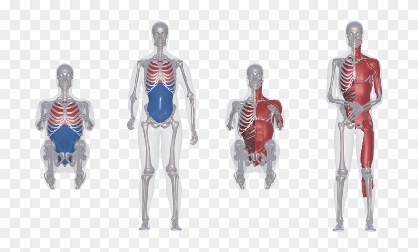 Stature - Anatomy Human Body For Model Clipart