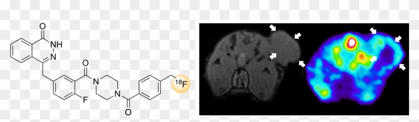 Parp2 - Circle Clipart