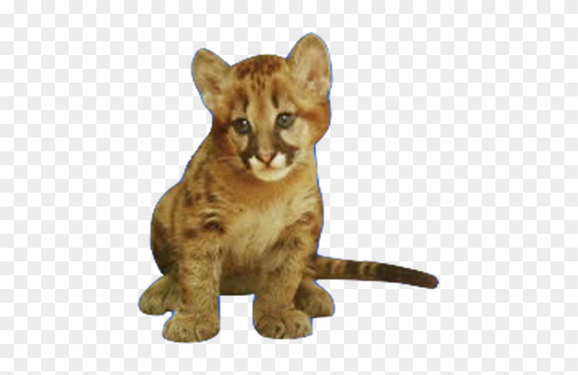About Nohomedanimals Picture - Baby Lion Hd Png Clipart