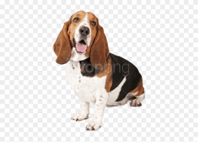 Free Png Download Basset Dog Looking Up Right Png Images - Basset Hound And English Bulldog Clipart #5453075