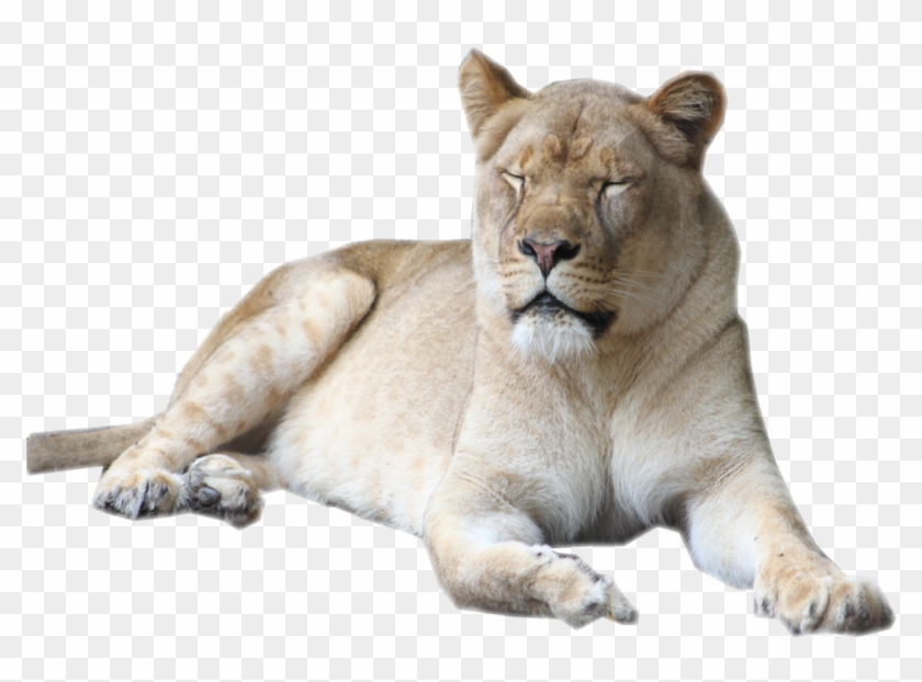 Clip Freeuse Library Female Lion Stock By Sherubichan - Female Lion Transparent Background - Png Download