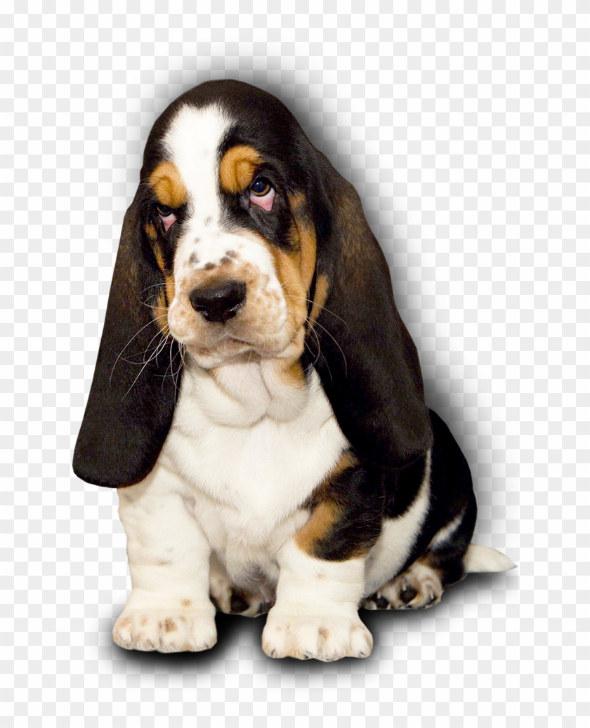 Basset Hound Kennel Dina's Way English Facebook - Basset Hound Clipart