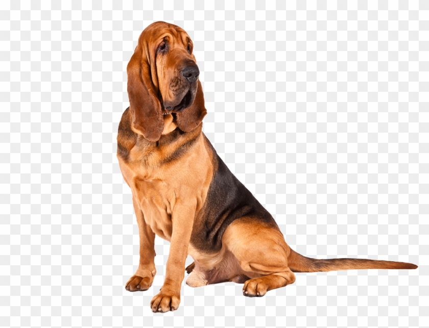Bloodhound Dog Breed Information Pinterest A - Bloodhound Png Clipart #5453230