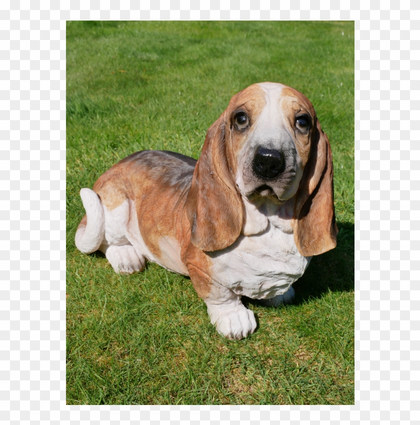 Cache Resize 1152 768 - Basset Hound Clipart #5453274