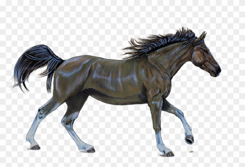 Horse, Brown, Digital Artwork, Painting - Horse Racing Silhouette Transparent Clipart #5453431