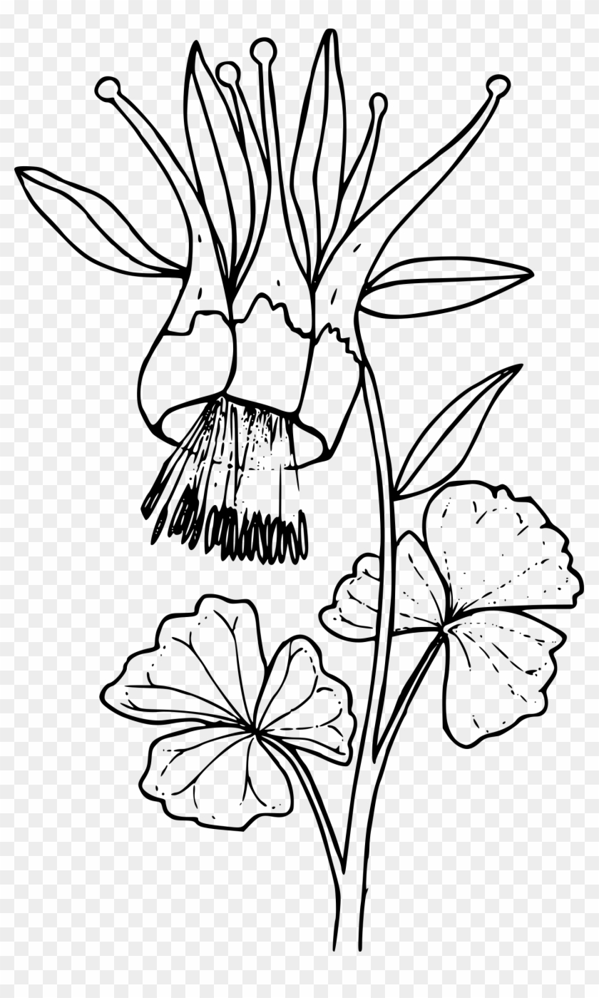 This Free Icons Png Design Of Western Columbine - Colorado Columbine Para Colorear Clipart
