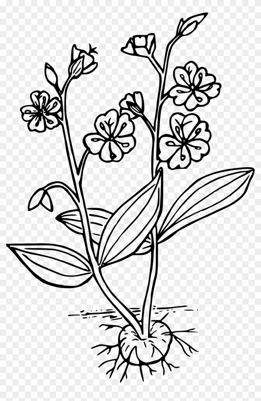 Western Svg Clip Art - Western Spring Beauty Drawing - Png Download #5455305