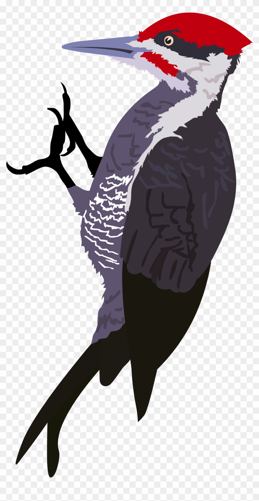 Woodpecker Png - Woodpecker Clipart Transparent Png