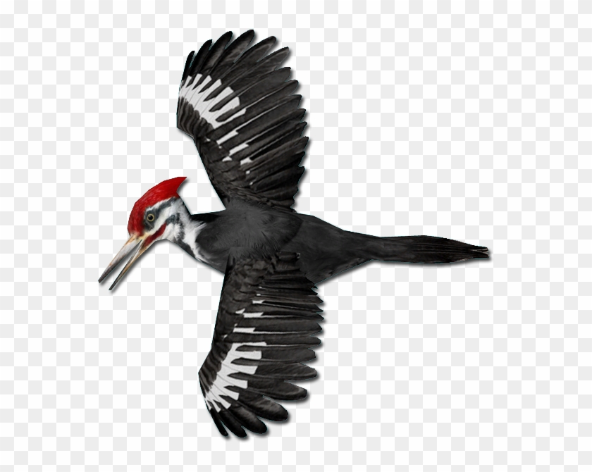 Woodpecker Png - Pileated Woodpecker Png Clipart #5456674