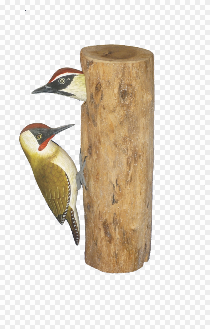 Log In To Your Account - Northern Flicker Clipart #5456762