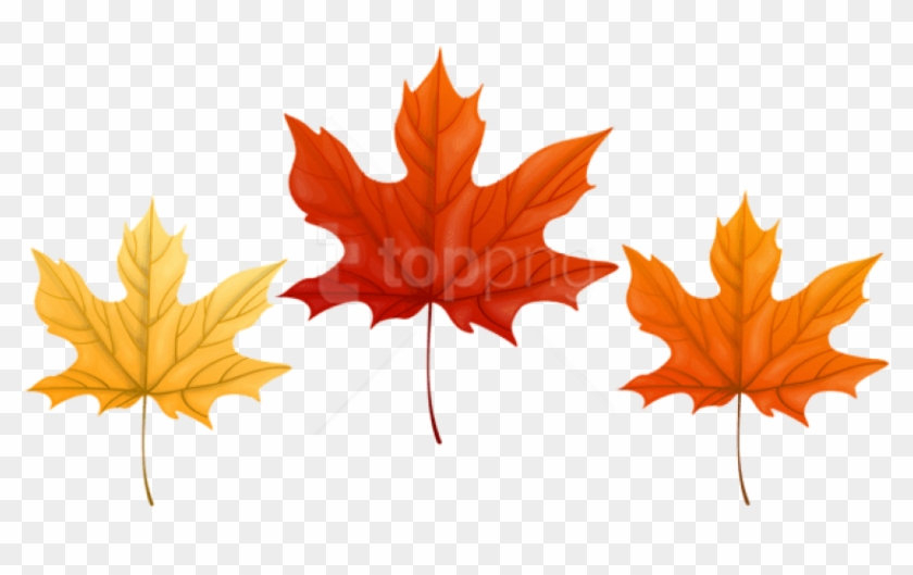 Download Autumn Leaves Transparent Clipart Png Photo - Maple Leaf #5456917