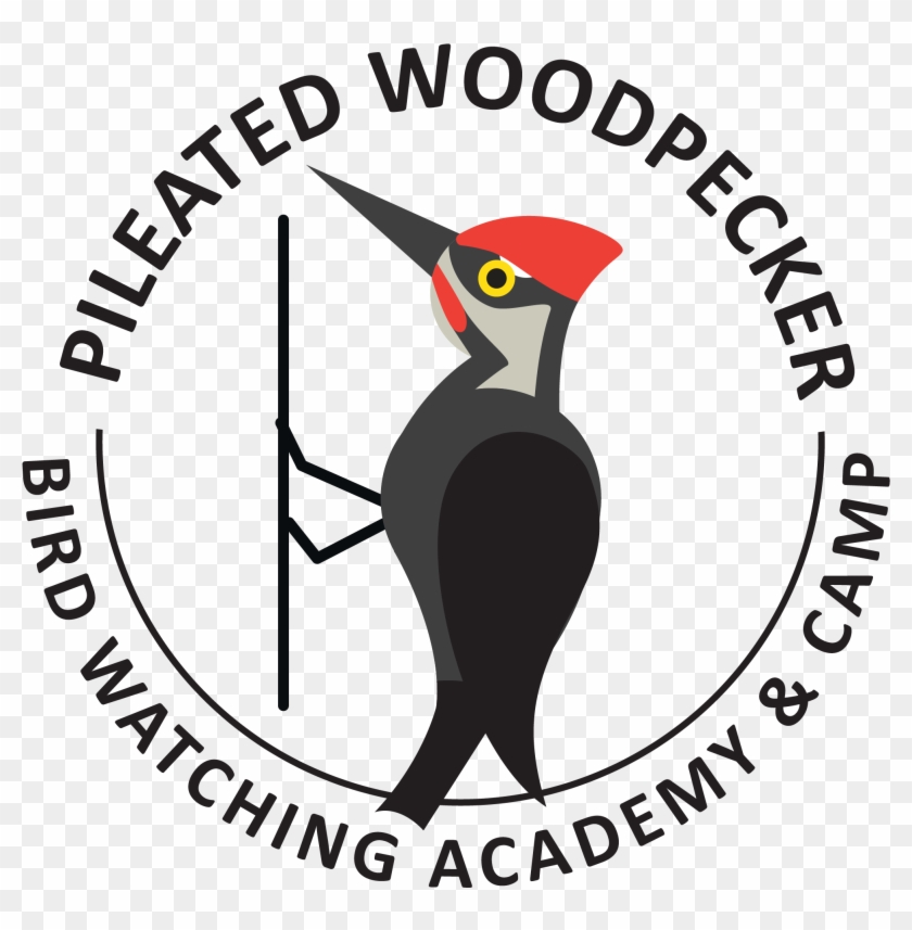 Pileated Woodpecker - Ivory-billed Woodpecker Clipart