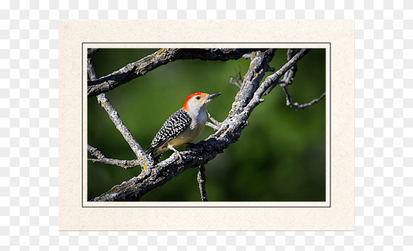 Red Bellied Woodpecker Clipart