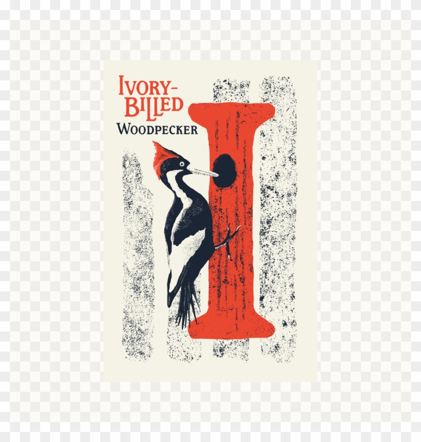 Ivory-billed Woodpecker Clipart