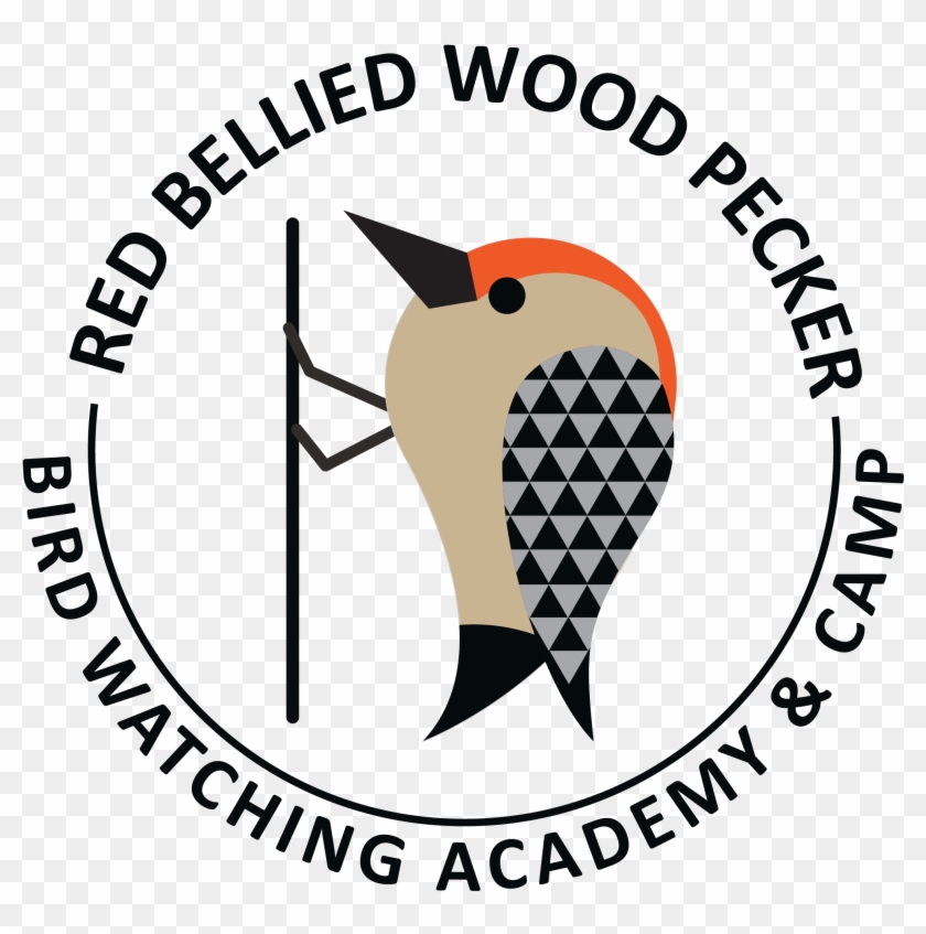 Red-bellied Woodpecker - Illustration Clipart