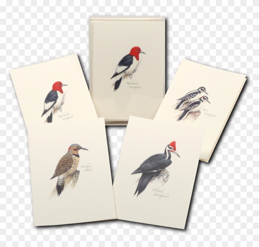 Peterson's Woodpecker Assortment Boxed Notes - Woodpecker Clipart #5457880