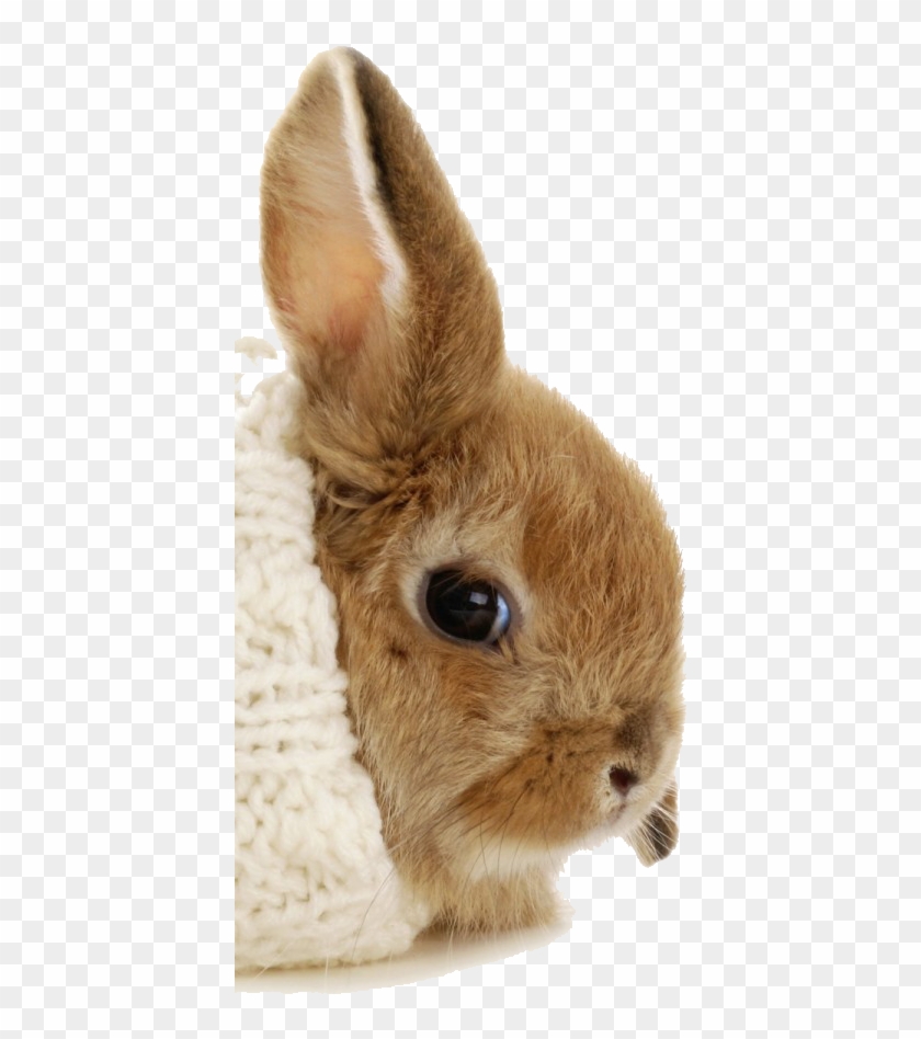 A - Cold Bunny Clipart