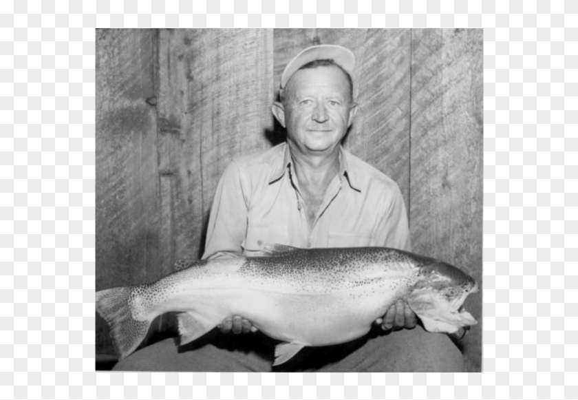 18 Pound Rainbow Trout - Trout Clipart