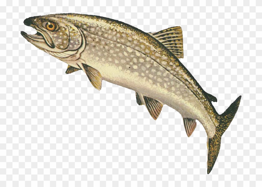Lake Trout - Png Trout - Lake Trout Clipart #5459852