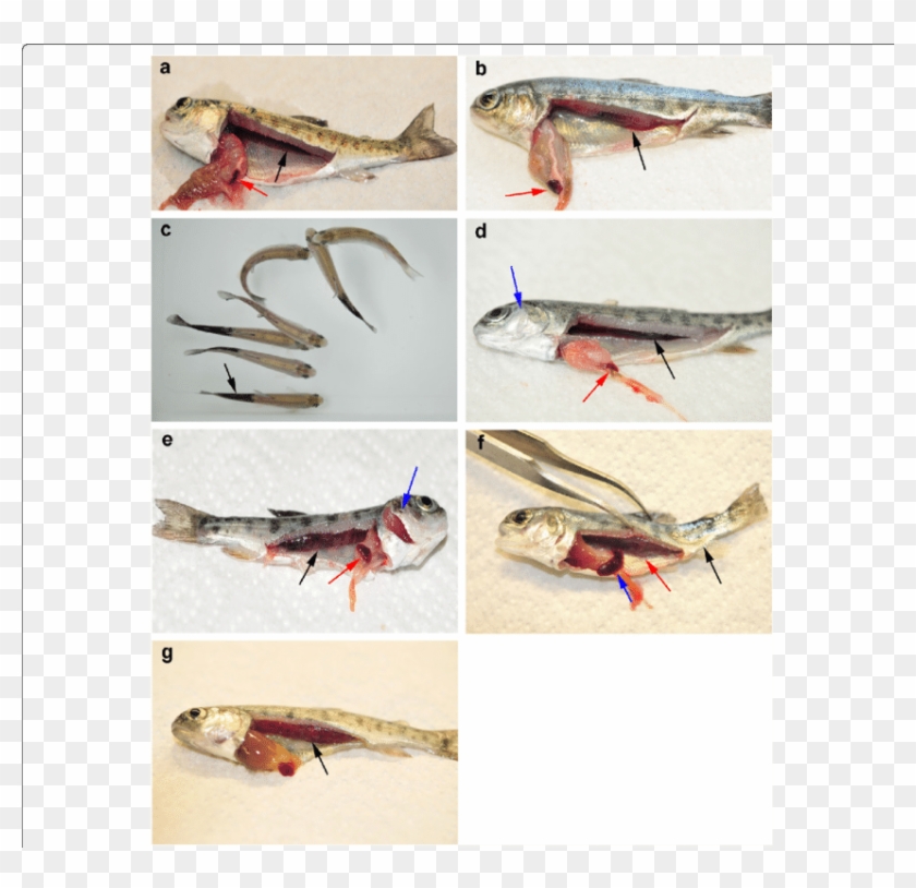 Comparative Clinical Appearance Of Pkd And Wd On Rainbow - Pkd Trout Clipart