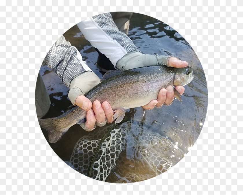 Rainbow Trout - Trout Clipart