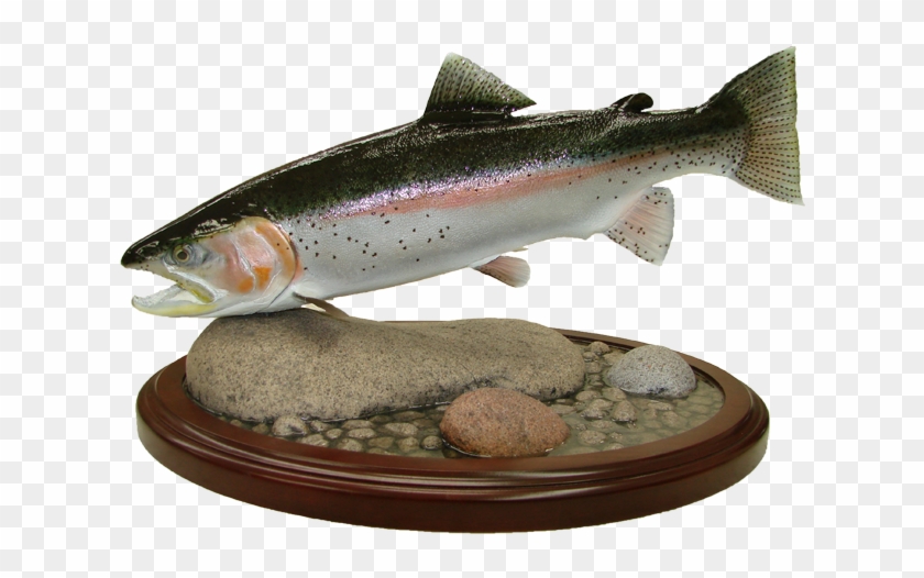 Rainbow Trout Mount - Coastal Cutthroat Trout Clipart