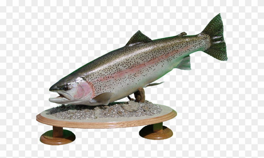 Rainbow Trout Mount - Coastal Cutthroat Trout Clipart #5460681