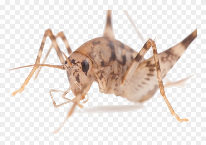 Cavecrickettiny - Mosquito Clipart