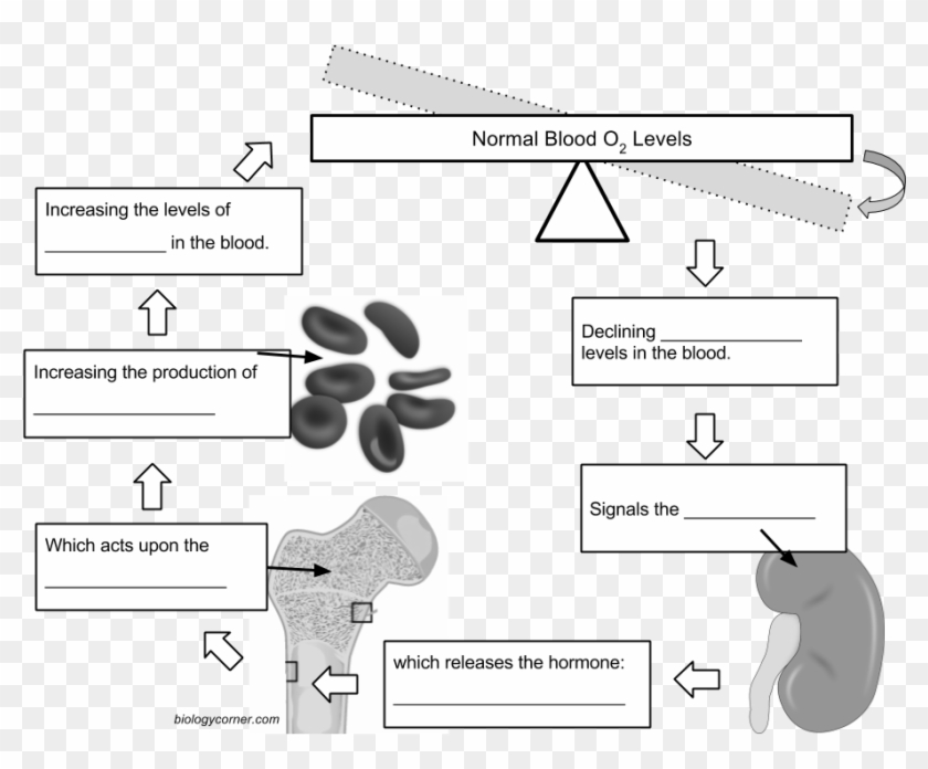 Blood Feedback Loop Answers Clipart