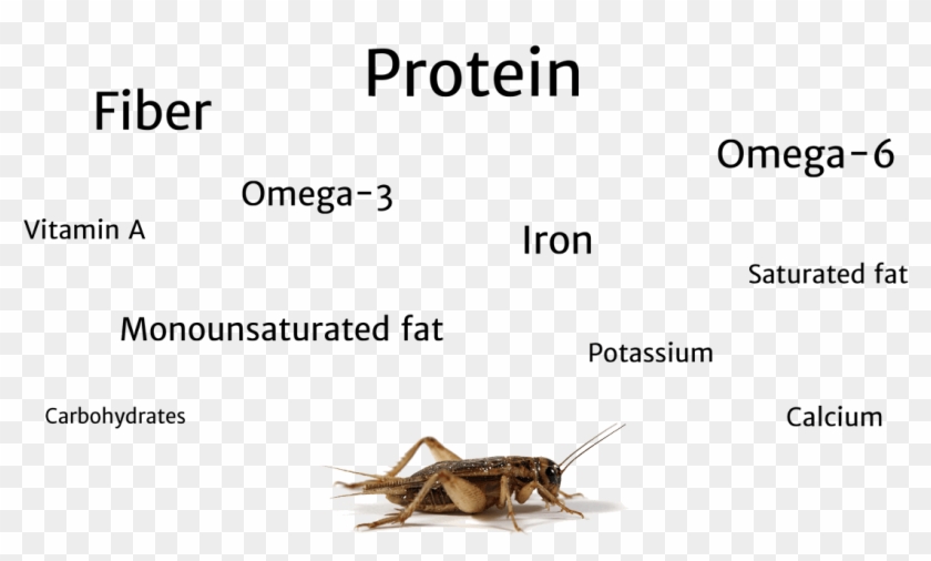 So As I Slowly Introduced Grubs Into My Diet , My Ingrained - Oecanthidae Clipart #5460936