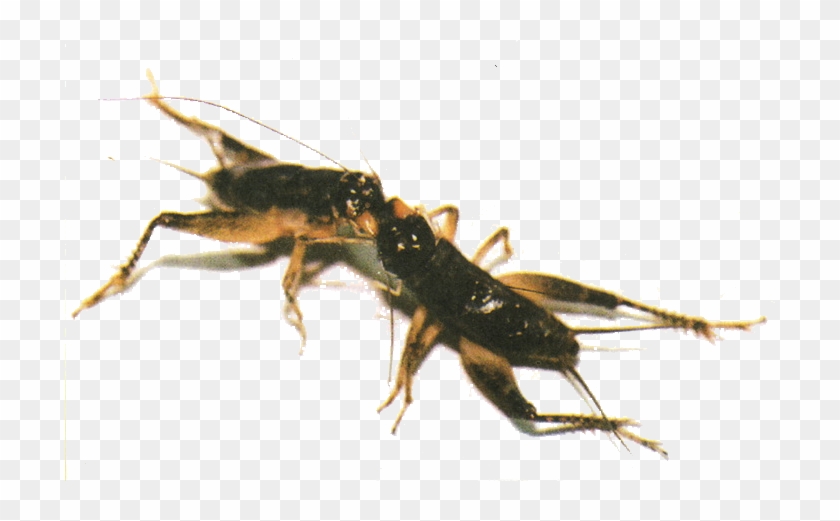 Many Of The Fighting Crickets Are Also Kept For Their - Japanese Fighting Crickets Clipart