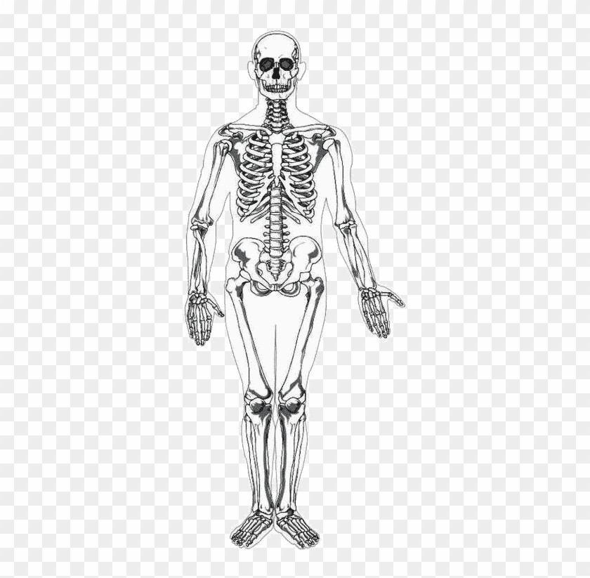 Human Skeleton Clipart #5461336