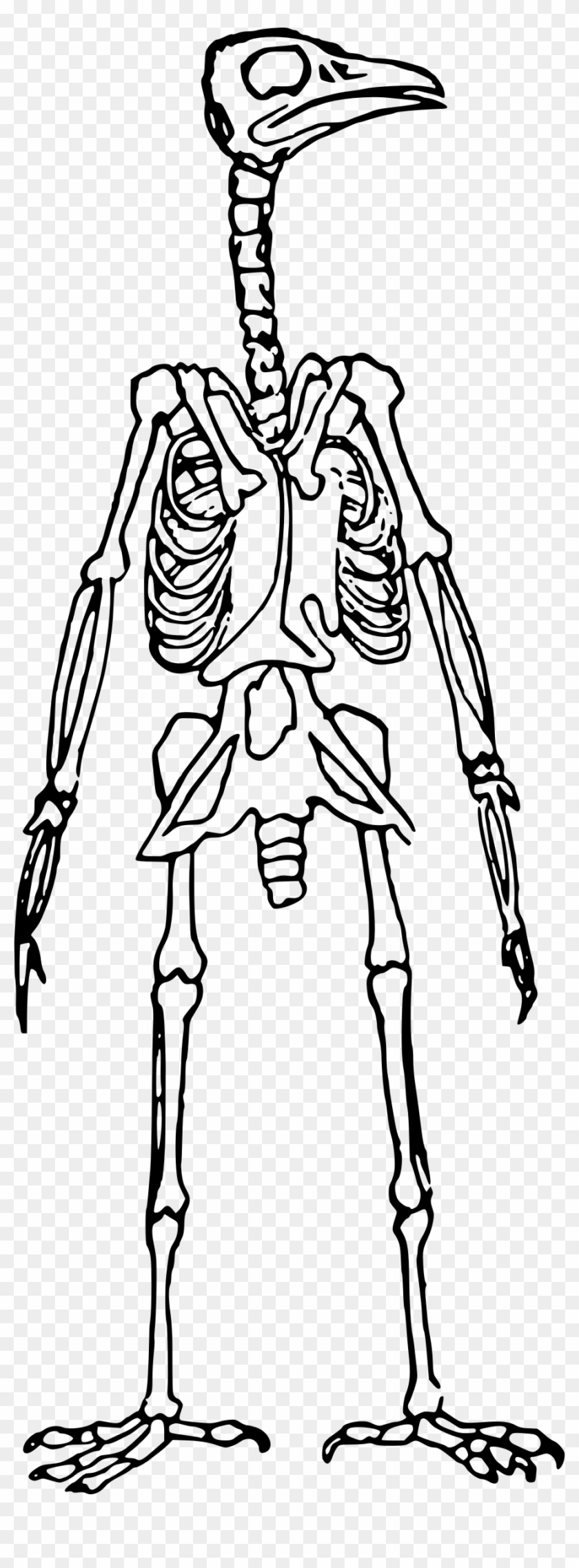 This Free Icons Png Design Of Bird Skeleton Standing - Bird Skeleton Clip Art Transparent Png