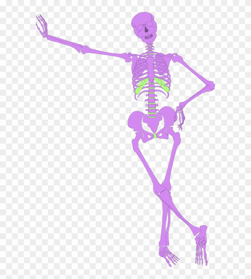 Human Skeleton Outline - Caricatura De Esqueleto Humano Clipart #5461588