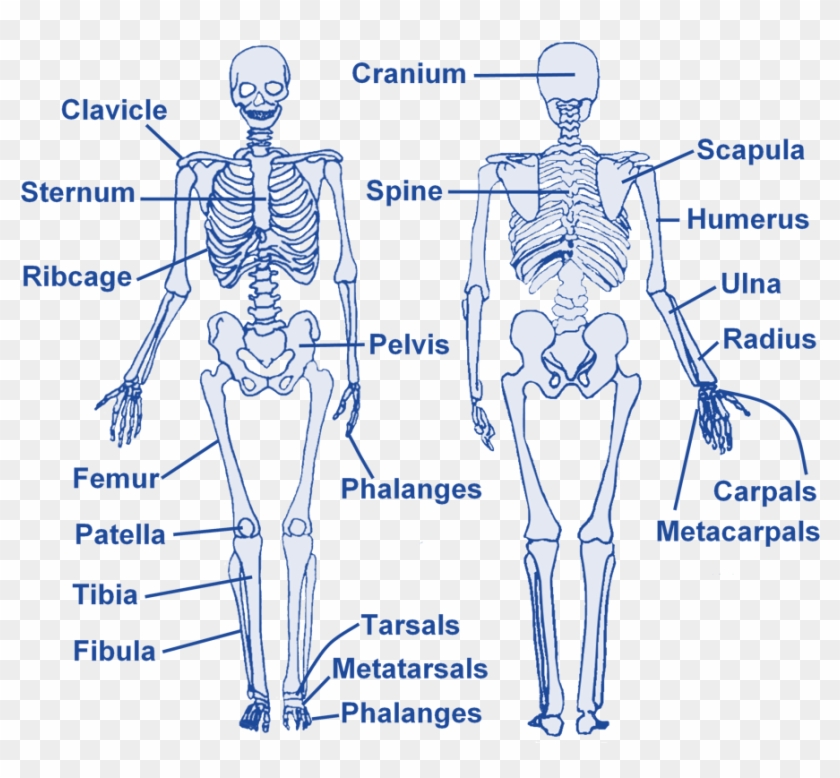 Skeleton - Level 2 Fitness Instructor Revision Clipart