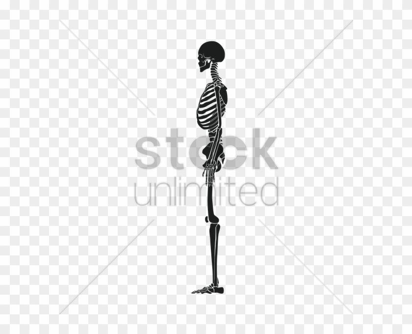 Side View Of Human Skeleton V矢量图形 - Stockunlimited Clipart #5461670