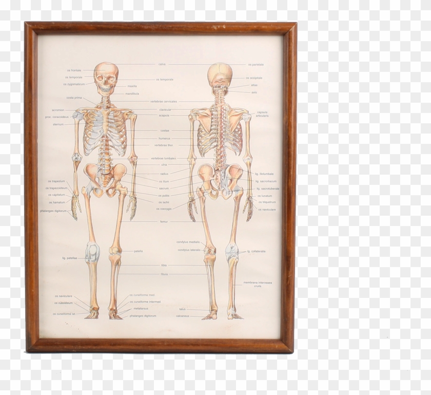 Skeleton School Picture - Kosti Clipart