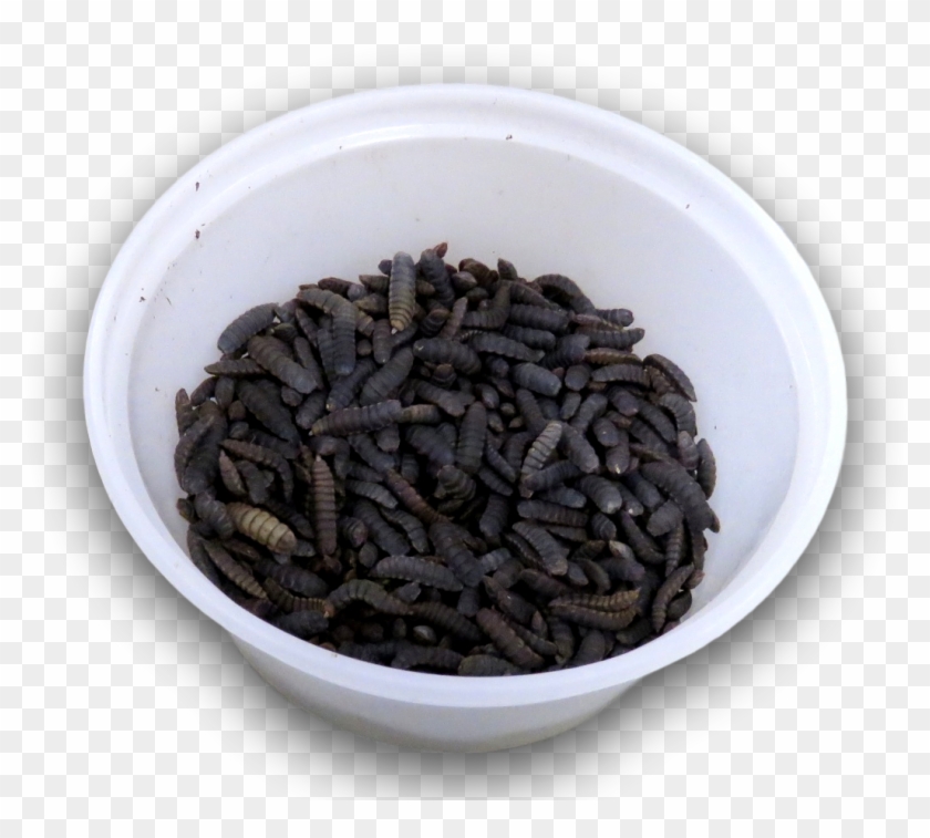 Large Pre-pupae Black Solider Fly Larvae Clipart