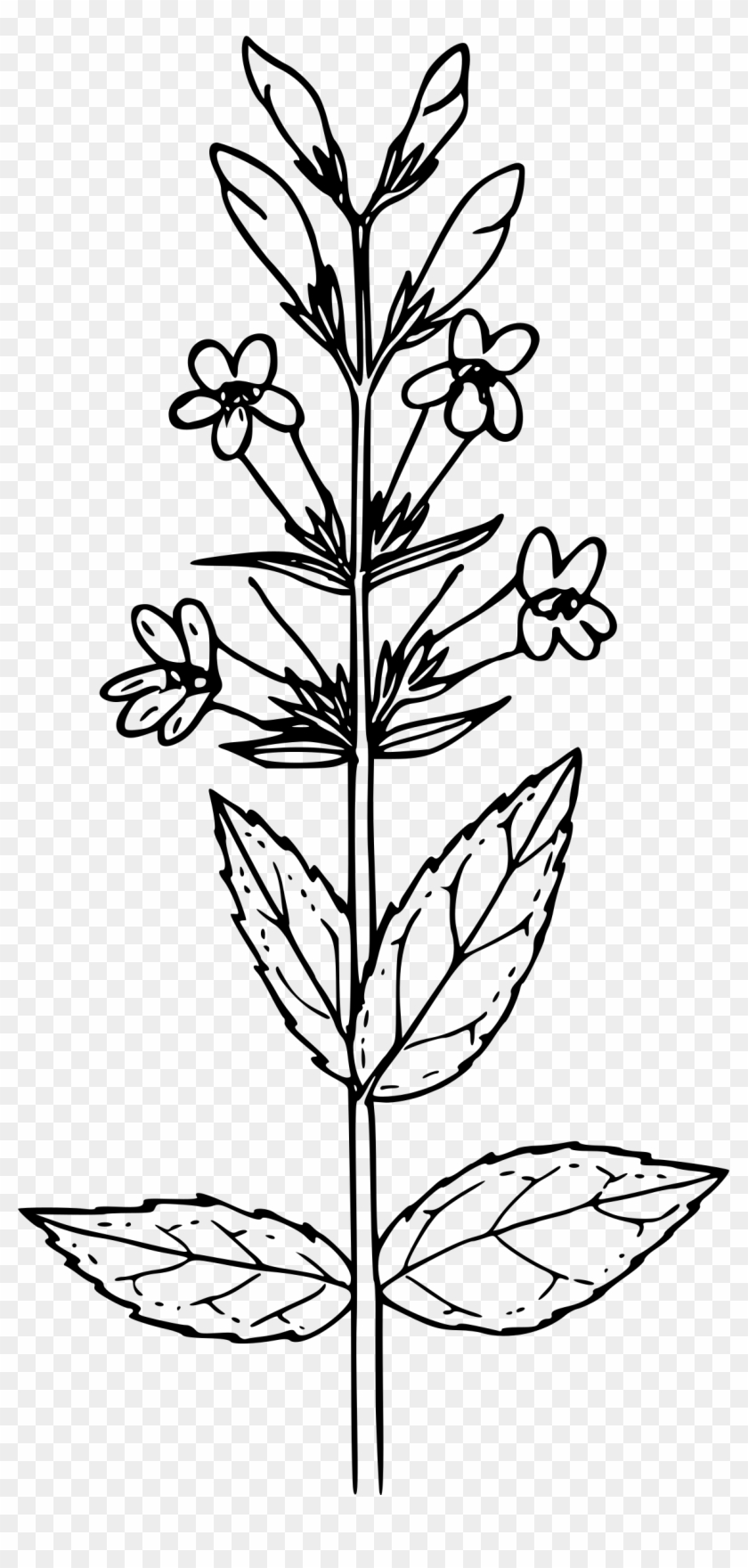 Clipart Blue Mountain - Mustard Plant For Coloring - Png Download