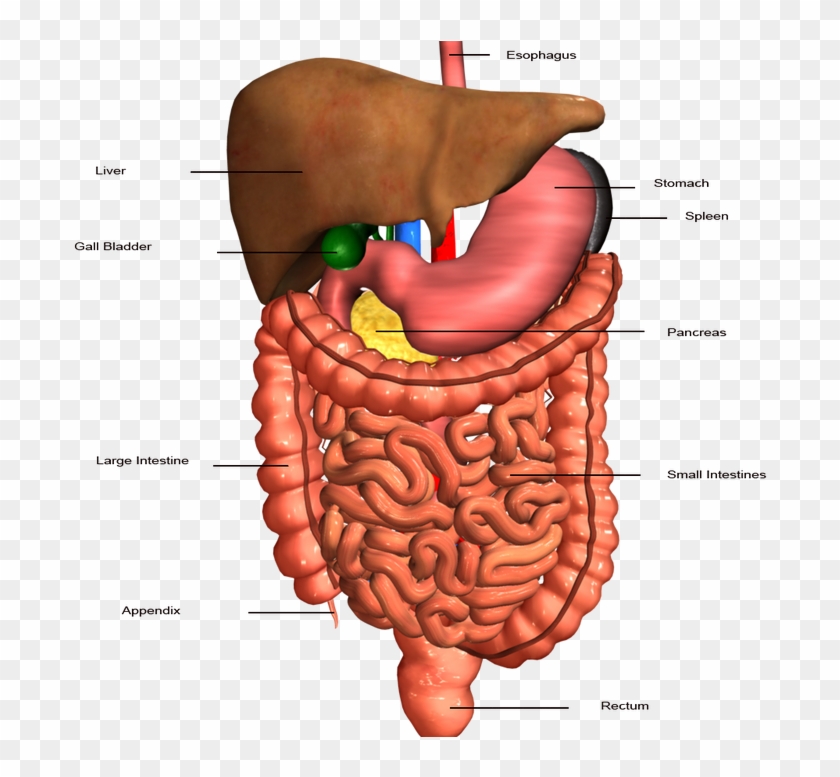 Hbs 3.2 2 Digestive System Clipart
