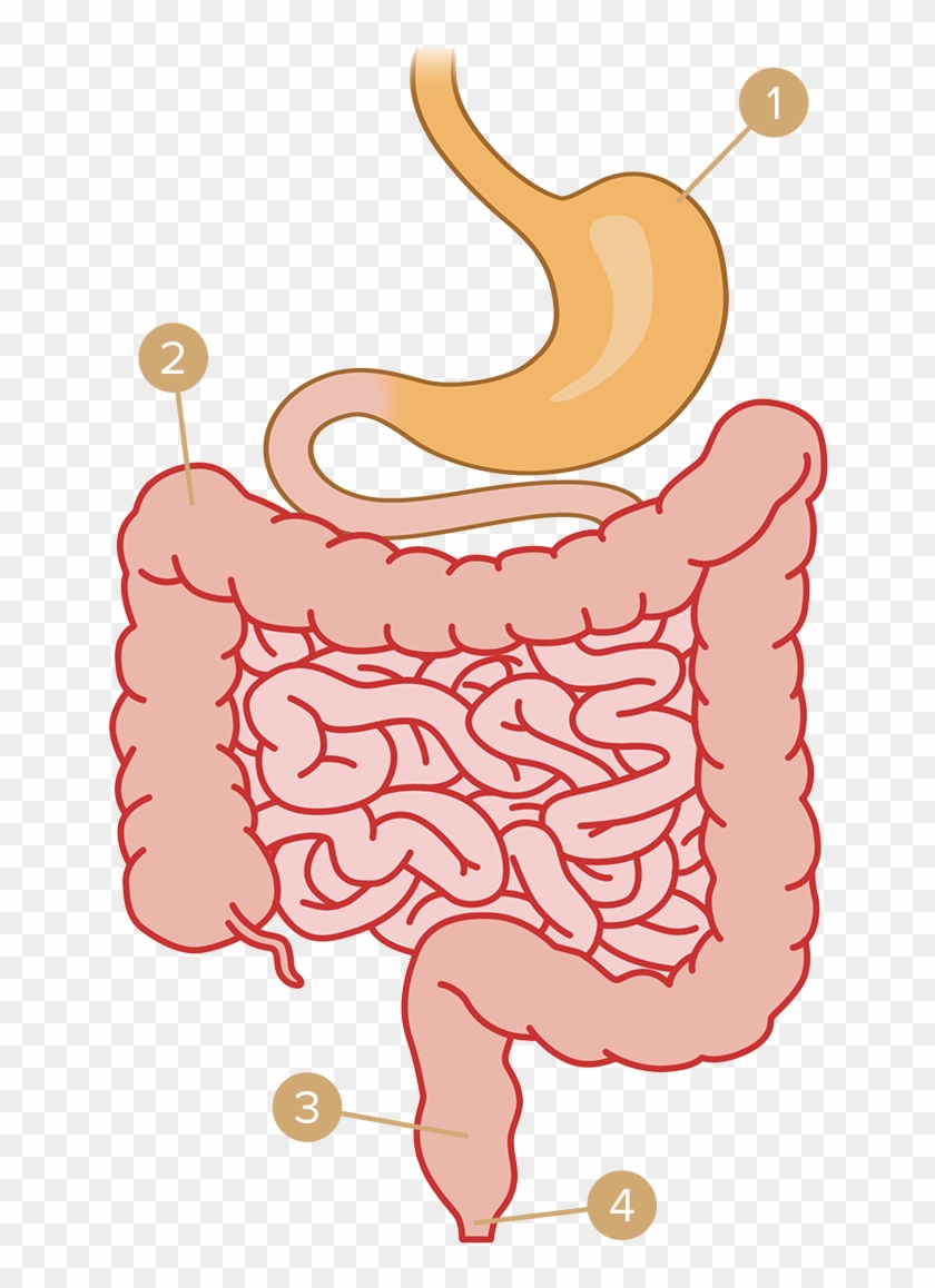 Stool Is Pushed Out Through The Intestine By An Involuntary - Intestin Png Clipart
