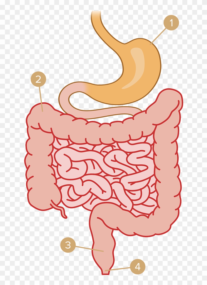 Stool Is Pushed Out Through The Intestine By An Involuntary - Intestin Png Clipart #5468991