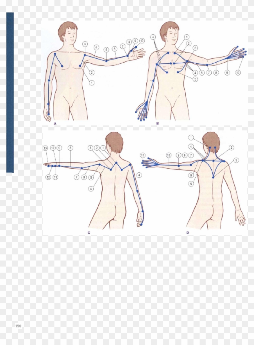 The Arm Lines - Sketch Clipart