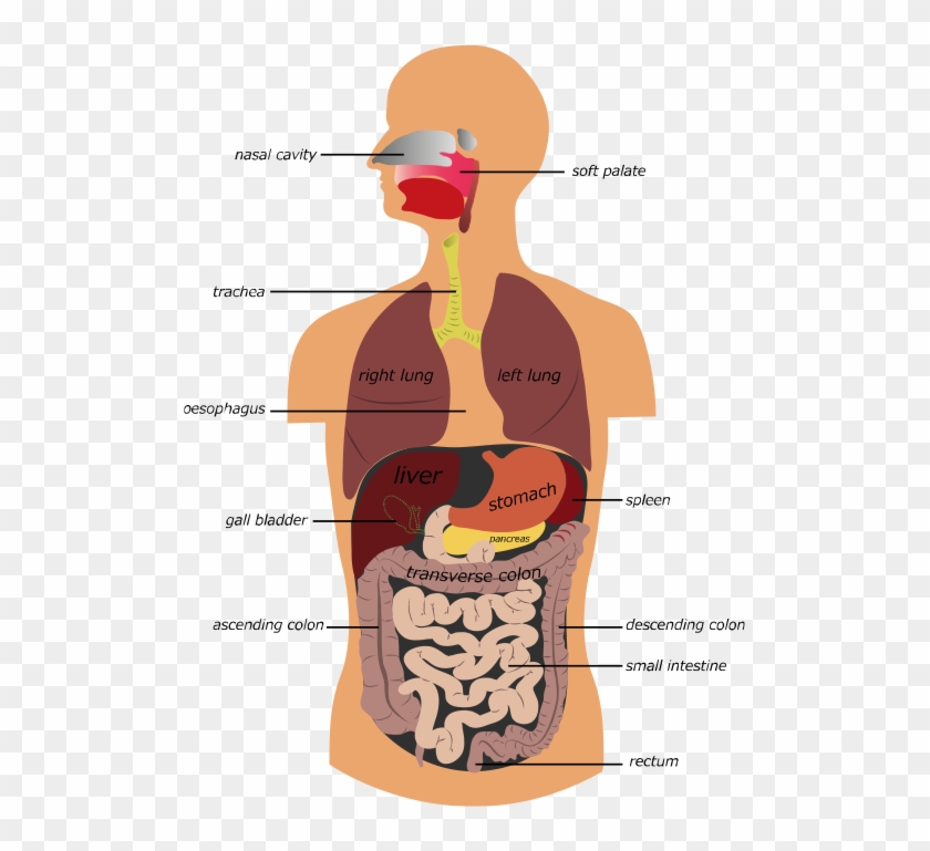 The Gastrointestinal Tract And Accessory Organs - Our Digestive System Clipart